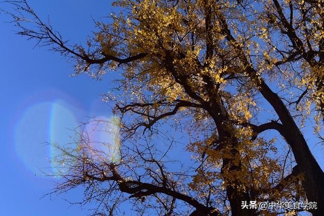 淌豆寺：怪怪的名字，孤傲的千年银杏