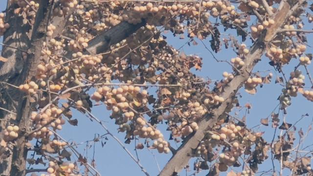 赏秋好去处 南彩银杏园