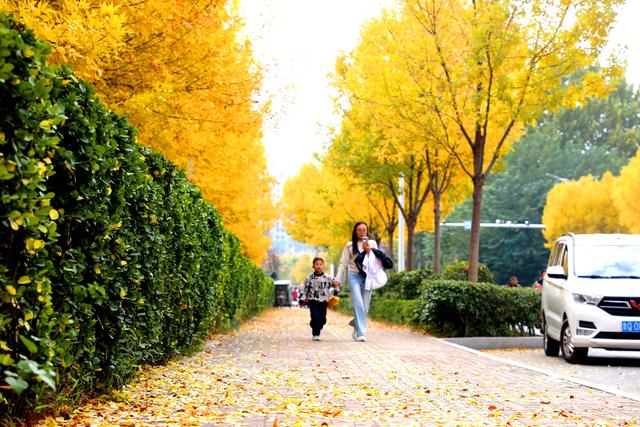 临沭开启“落叶缓扫”模式留住城市秋季美景