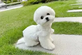 宠物院打si都不告诉你的秘密！别做冤大头图片