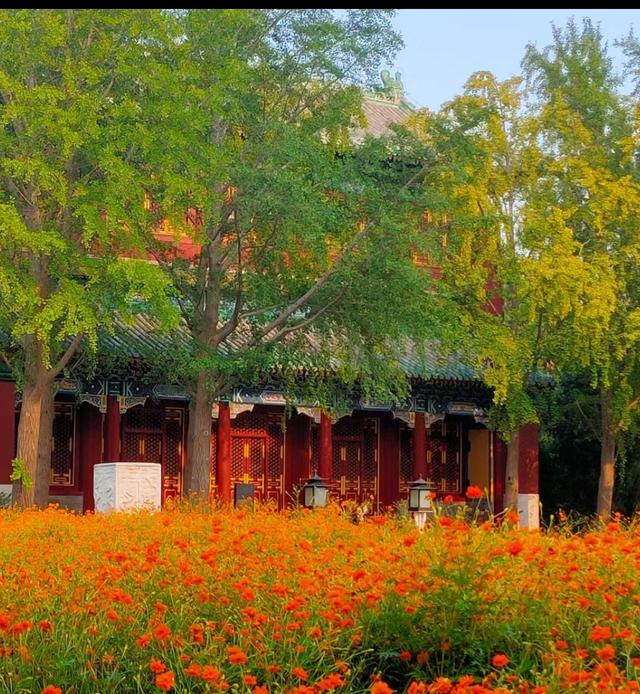 王林平随笔《菊花又开了》
