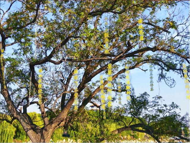 彩林映湖光 泰山虎山公园初冬画卷引客来