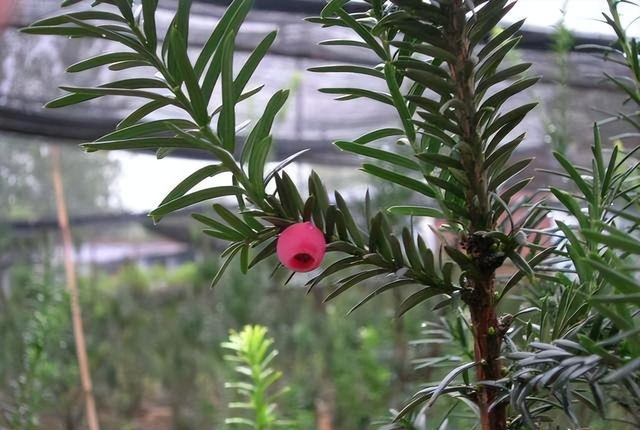 小院子里的耐寒“6宝”，不想冬天小院里光秃秃的难看，种上它们