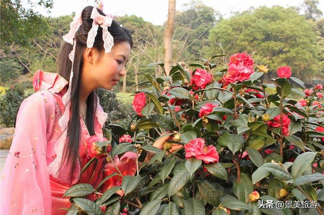 佛山这个花园国庆假期正式开放，藏在深闺的200多亩茶花出门迎客