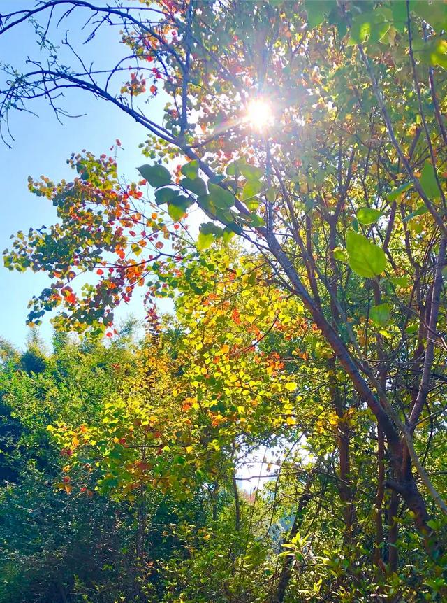 美篇:枫 叶 红 了