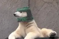 妻子与上司发生关系，丈夫全程目睹不敢出声图片