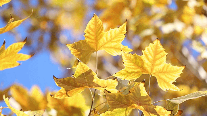 快去拍！秋天把庆云点缀成诗了！