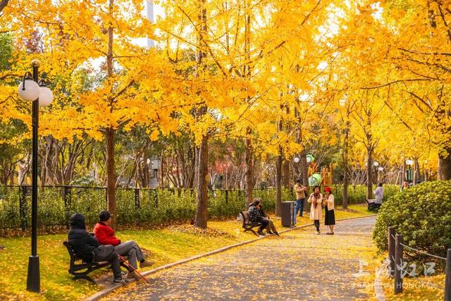 300岁古银杏披上“黄金甲”，“落叶不扫”打造金色打卡点