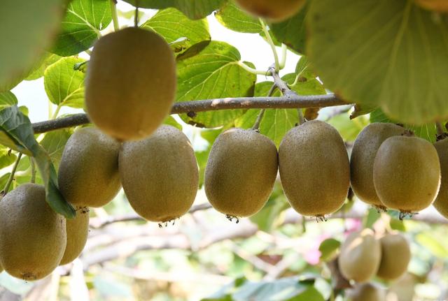 河南有一个县城，被誉为“绿色王国”，风景优美，适合避暑