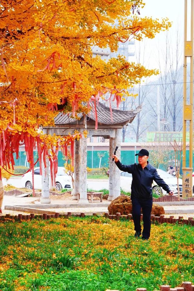 邂逅千年银杏，共赴一场时光之约