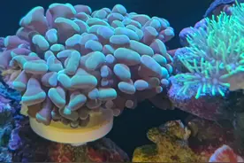 海缸处处坑，步步坑，每个坑都在嘲笑我过低的智力，掉坑之生物篇图片