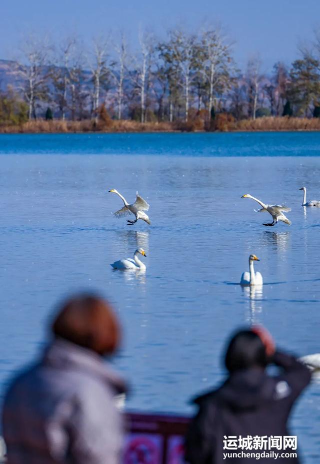 芮城：圣天湖成大天鹅越冬乐园