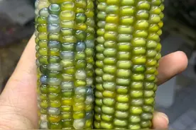 首批粮食作物通过转基因品种审定，玉米还能吃吗？覆盖率超90%图片