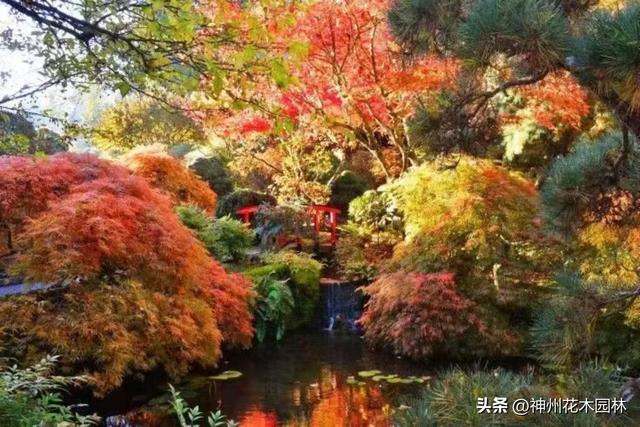 从矿坑废墟到园艺传奇：布查特花园华丽蝶变的百年传奇