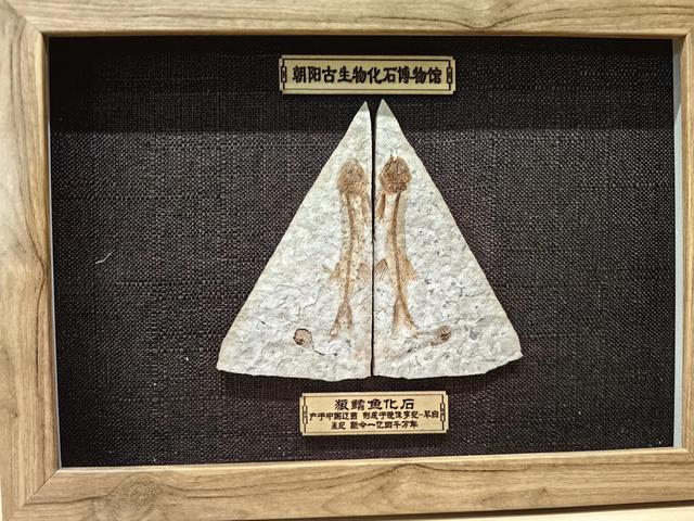 辽宁朝阳行 飞在化石上的鸟 开在化石上的花