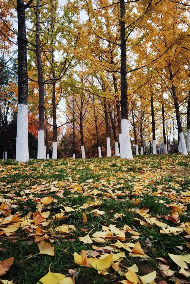 西安周末好去处——初冬8处宝藏公园免费又好玩！