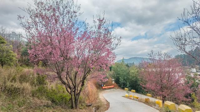 昆明市区冬樱花树下连猪都能自由奔跑的世外桃源