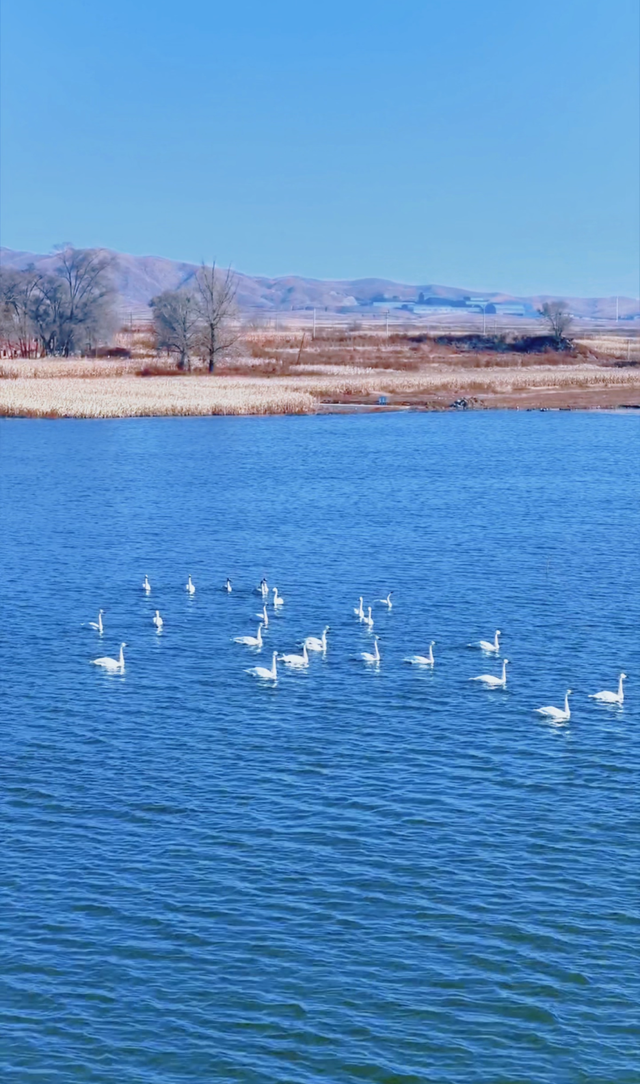 天鹅组团打卡 水库美成冬日童话