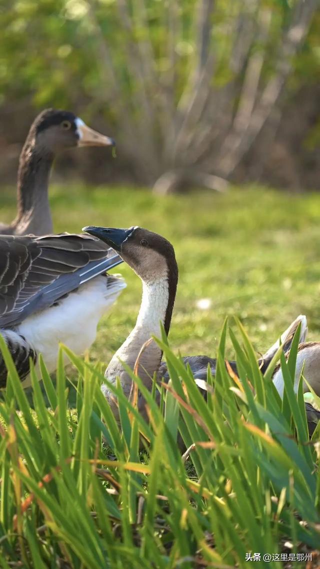 鄂州园博园开园刷屏，快来打卡！
