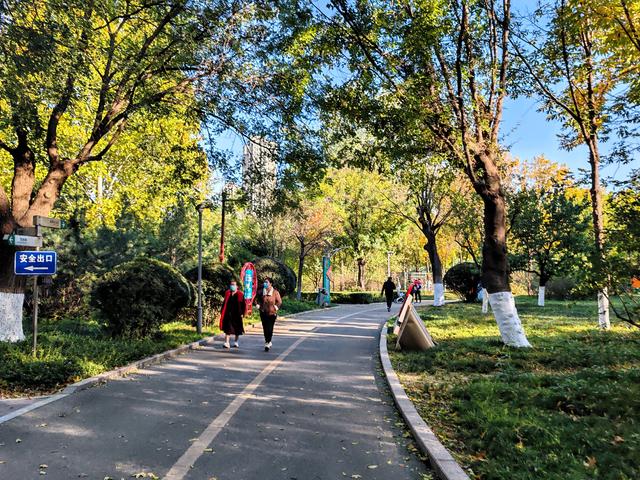济南唐冶的深秋:碧空如玉、松柏叠翠、红枫似火、银杏镶金