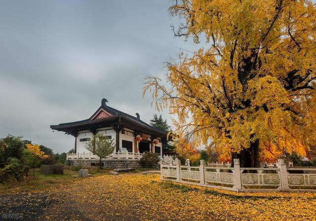 南京千年银杏黄了！浦口两个免费秘境相距9公里，可一天打卡拍照