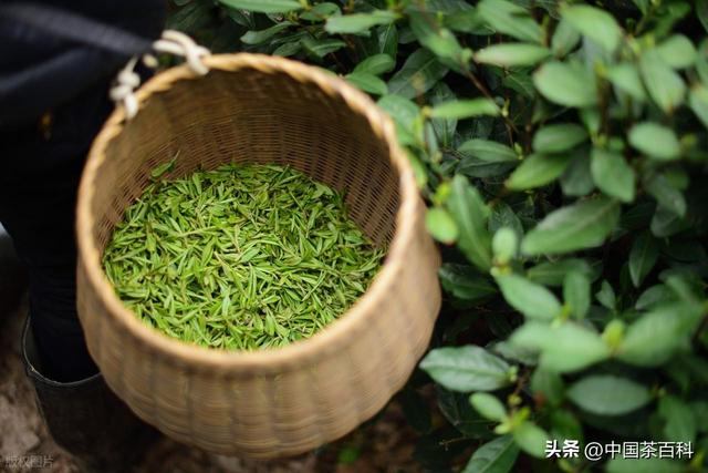 西湖龙井凭什么是绿茶中的王者！这5个点，你不得不服！
