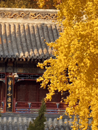 今日实况奉上！门头沟这片金黄！！！