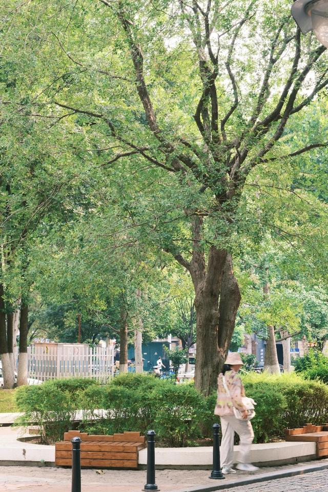 来，走进江汉路的林荫道
