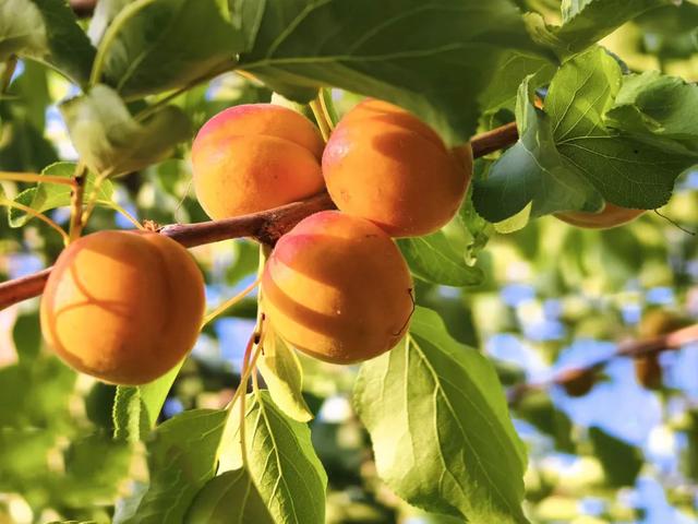 中国最西端的一座城，玉石般的地方——超全新疆喀什旅游攻略