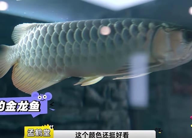 于谦自曝到了花钱的年纪，住600平豪宅、养2300的鱼，4人吃八个菜