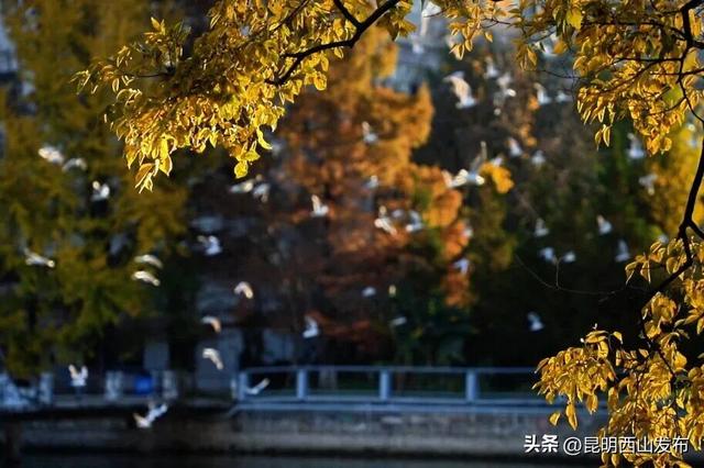鸥了鸥了，红嘴鸥大部队即将抵达！这些小众“鸥”遇点千万别错过