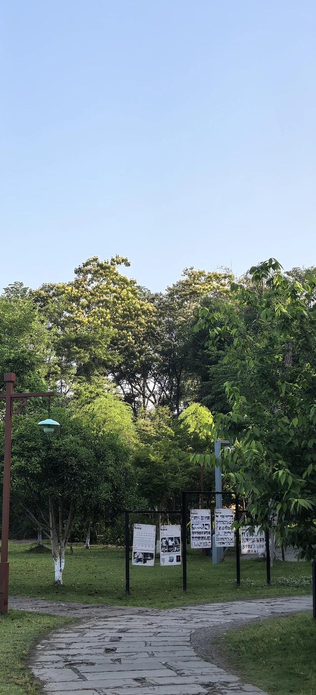 山合欢的光