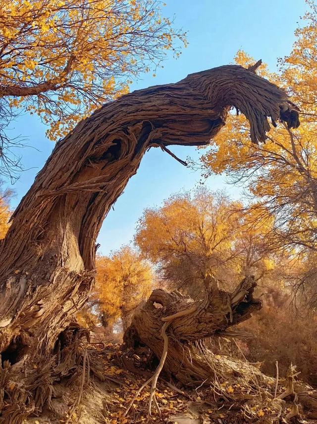 轮台胡杨7 个冷门角落