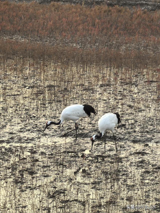 2025辽宁赏秋之旅日记(6)——到辽河口中国最北海岸线看日出 观鸟