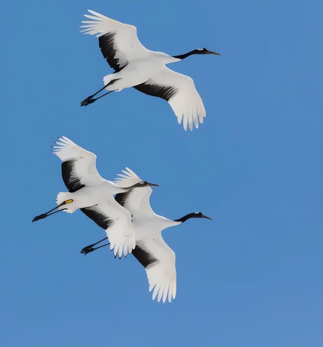 泰山顶上现祥瑞！游客泰山顶偶遇仙鹤盘旋，宛若仙境