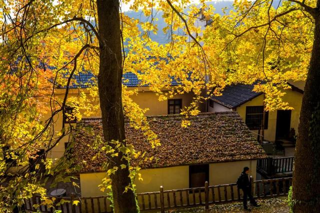 红叶指南：太湖源头的江南秋魂