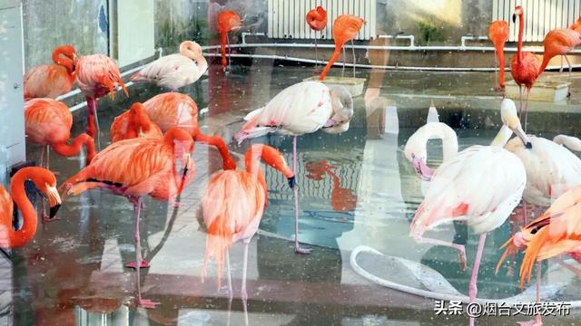 【乐游烟台】紧急通知！在烟台挖到春节王炸小城→