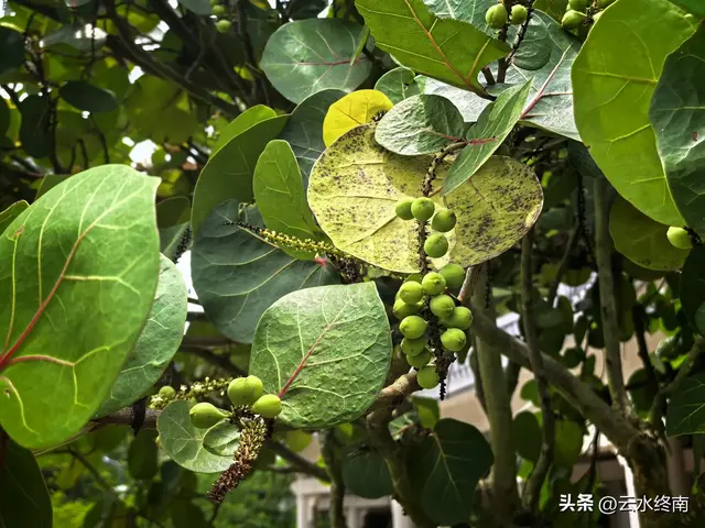 一个五A级植物园，到底藏着哪些值得看的地方，这是最实在的攻略