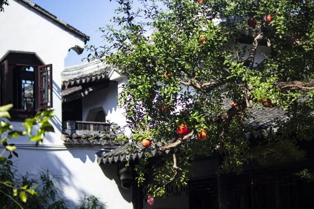 只在怡园：与一棵百年石榴的秋日邂逅