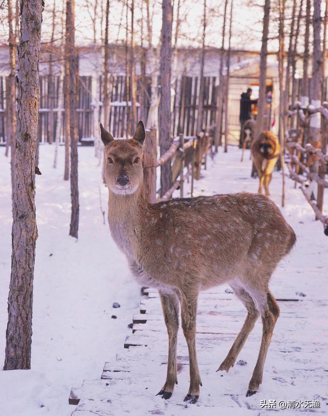 哈尔滨有趟慢火车直达漠河，1200公里17小时，被称为最美雪国列车