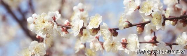 怀念姑苏城春有杏、夏有荷、秋有桂、冬有梅，而非夏冬“无缝接”