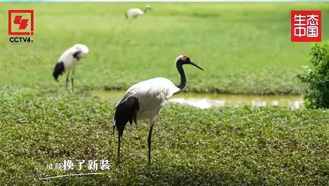 央视《生态中国》聚焦肇庆，解锁山水名城的绿色密码