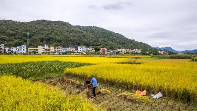 多彩阳山·每日一景｜秋收