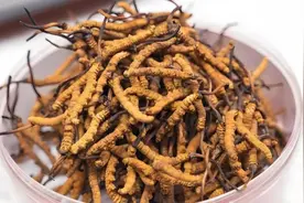谷医堂谷方益元分享冬虫夏草4种食用方法，吃对才有用！图片