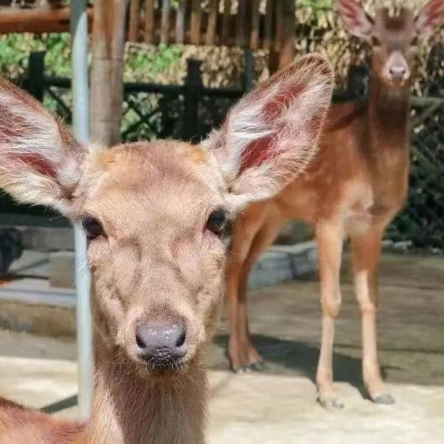 七夕孤岛计划：躲进680亩湖山，做一日神仙眷侣→