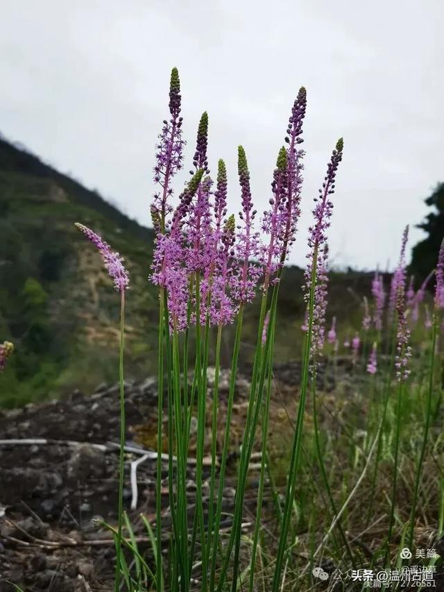 浙江这条风光奇绝适合新手小白的徒步线路,值得推荐!