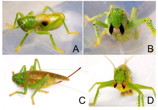 “蝈蝈吐丝织网”视频火了！但它其实不是蝈蝈，还和奥特曼有关…