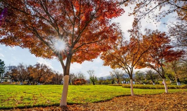 低头捡个秋！我收藏了整个烟台的秋天