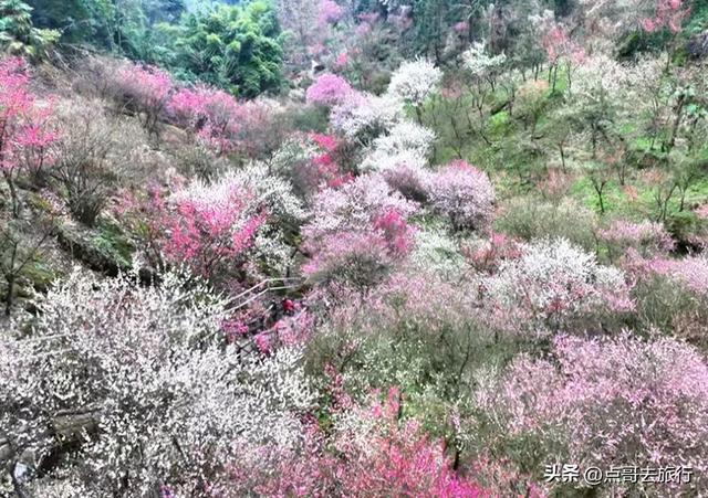 成都最大的山谷梅花开了，被称为蜀中第一赏梅胜地，却少人知道！