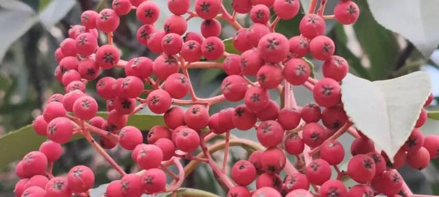 红果累累！森林公园石楠果红了，满树红果笑寒风！